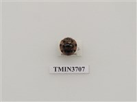 藏品(大突肩瓢蟲)的圖片